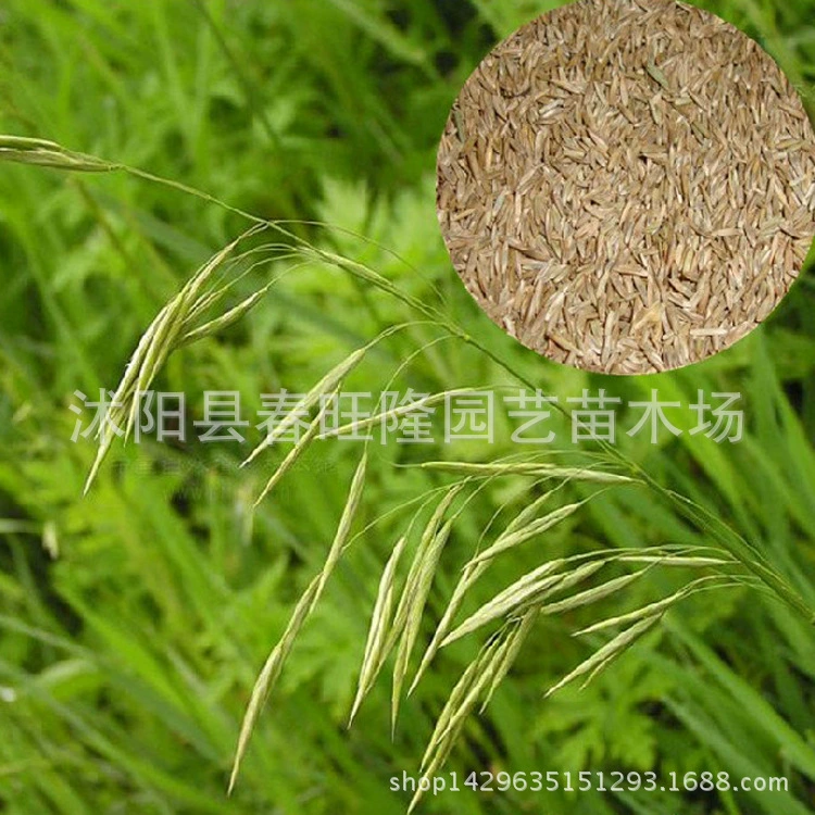 Оптовая новые семена трав бромешица awnless защита наклона семян трав бромешица семян бутонизирующий высокий наклон защиты