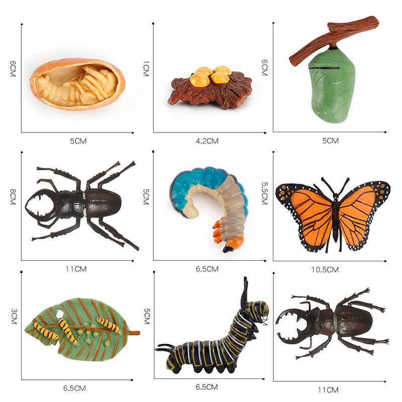 Simulación de exportación transfronteriza de insectos modelo de ciclo de crecimiento animal mariposa abeja Caracol Rana escorpión adornos cognitivos