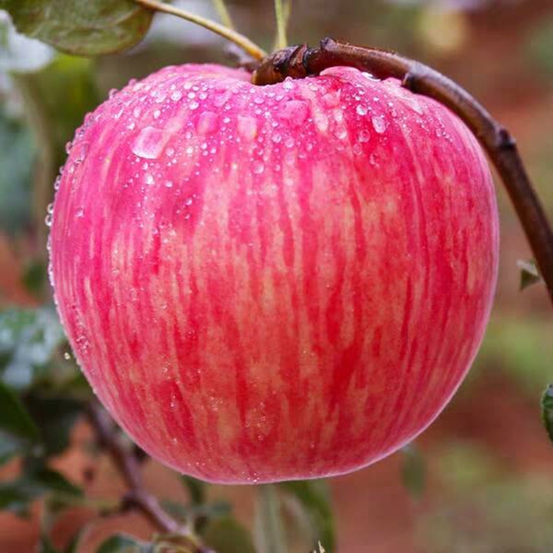 [Sf Free Shipping] Shaanxi Luochuan Red Fuji Fresh Crisp Sweet Rock Sugar Apple Seasonal Fruit Whole Box Wholesale Pregnancy
