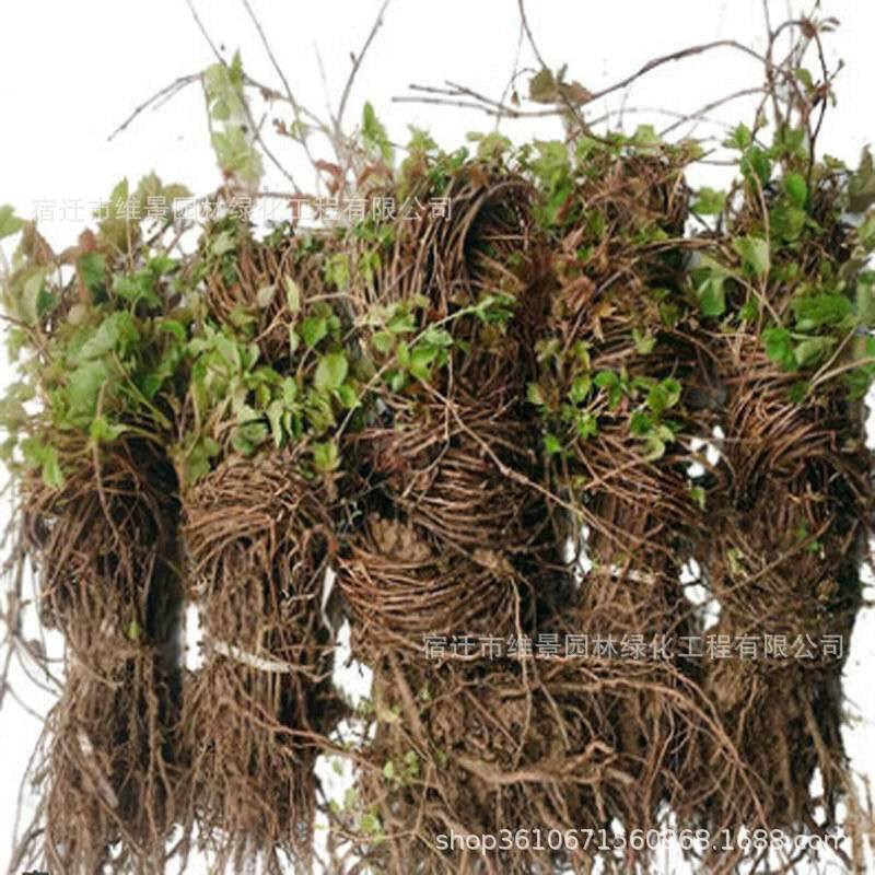 Партеноцисс Лиана рассада вьющаяся лоза растение крытый балкон в горшке Four Seasons открытый вьющийся цветок красный трехлистный Лиана рассада