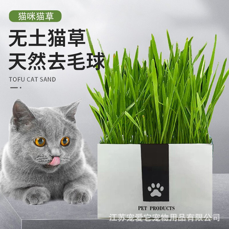 Wholesale Cat Grass Seed Nutrition Pulp Soilless Hand Grown Cat Grass Hair Ball Cat Snack Pet Supplies