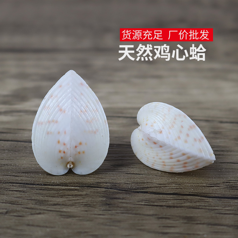 鸡心蛤爱心蛤天然小海螺贝壳情人七夕生日礼物心心相印收藏工艺品