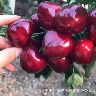 ��������Ҙ��粼����˹�S�ۙ��������l���ۙ��Ҙ���