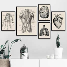 跨境简约现代手绘人体脏腑器官结构图大脑心脏卧室装饰画图片画芯