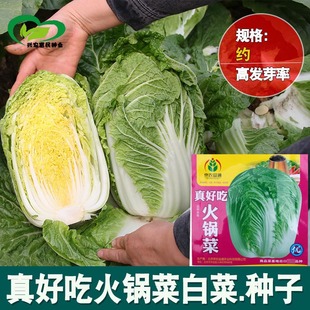 ��偲˴�ײ˷N�� �r��ˈ@�N�������������S����偰ײ��߲˷N��