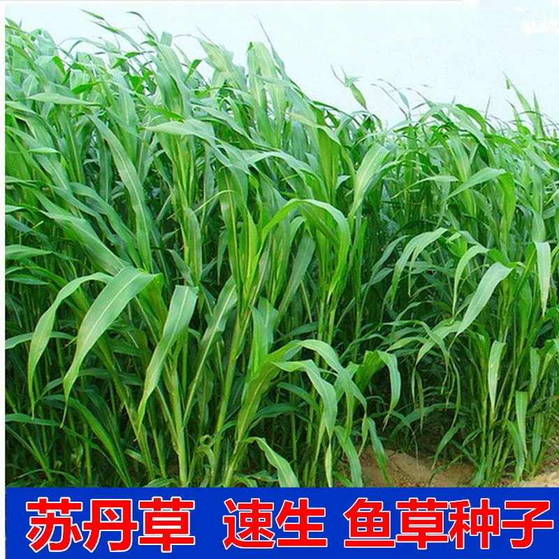 Суданские семена трав высокоурожайные многолетние кормовые семена трав широколиственный Гибридный Крупный рогатый скот овца семена рыбы Бесплатная доставка