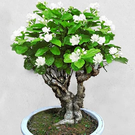 盆栽;月季蔷薇植物;乔木