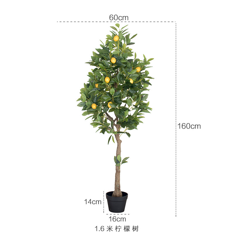 Árbol de limón del 1,6 M