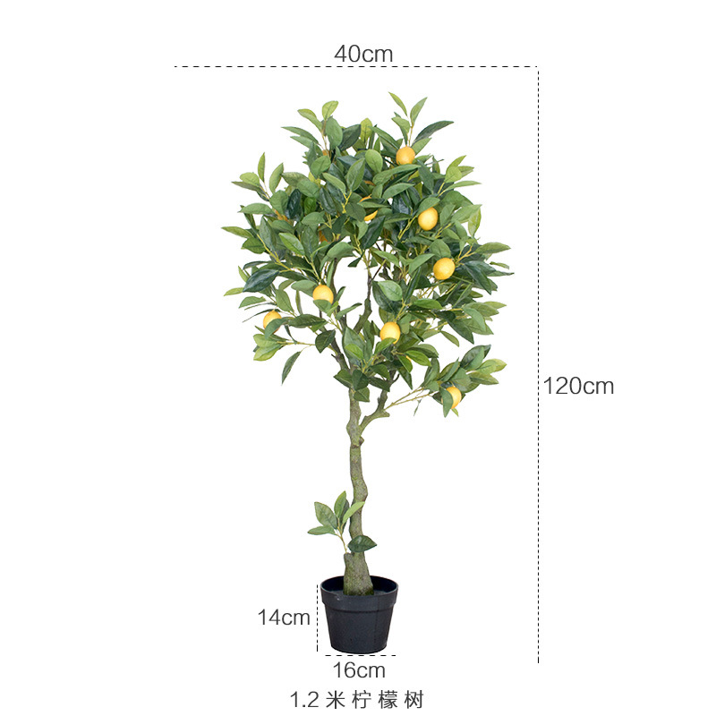 1,2 m árbol de limón