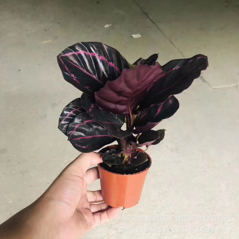 Base wholesale direct supply/red beautiful arrowroot color leaf taro…