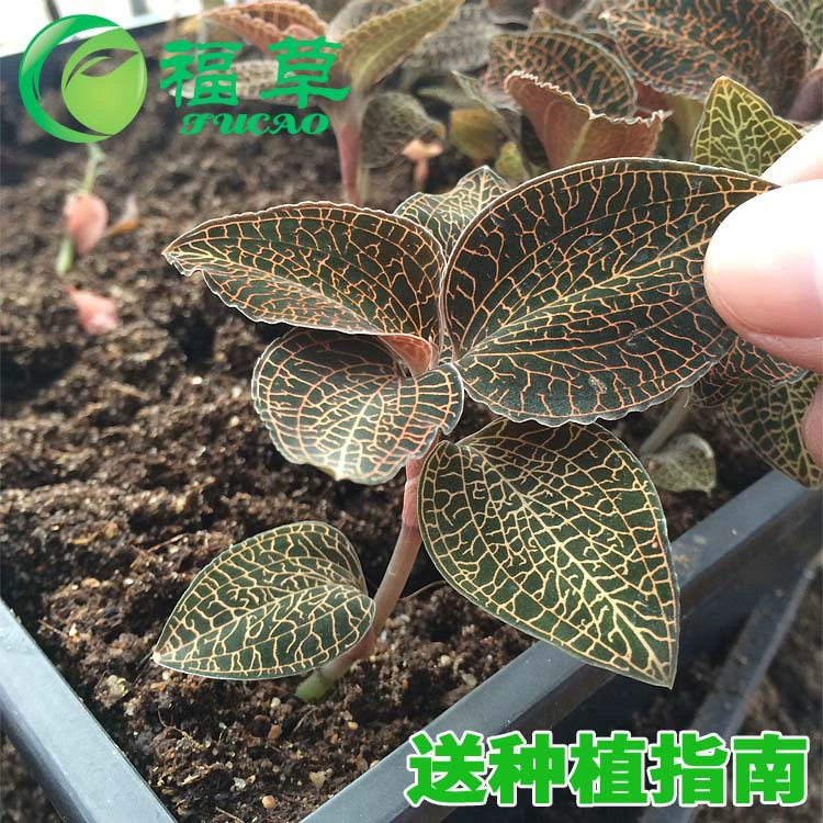 [Anoectochilus roxburghii] Фуцзянь местные Anoectochilus roxburghii саженцы в бутылках саженцы прямые поставки с фабрики [саженцы]