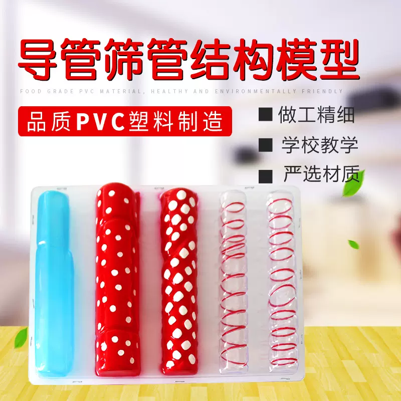 厂家供应导管筛管结构模型 无味塑料PVC制作教学模型生物教学仪器