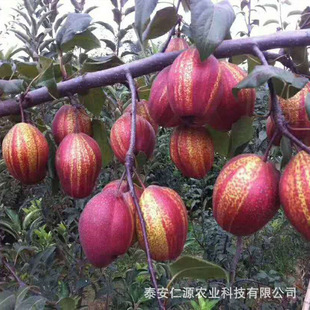 ����� ���ּt�����������l �S�������r�� ������F�ڬF�u