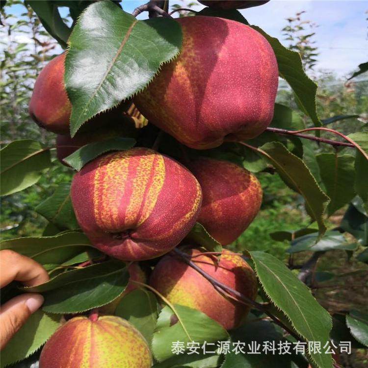 批发果树梨树 嫁接早酥红梨树 优良品种梨树