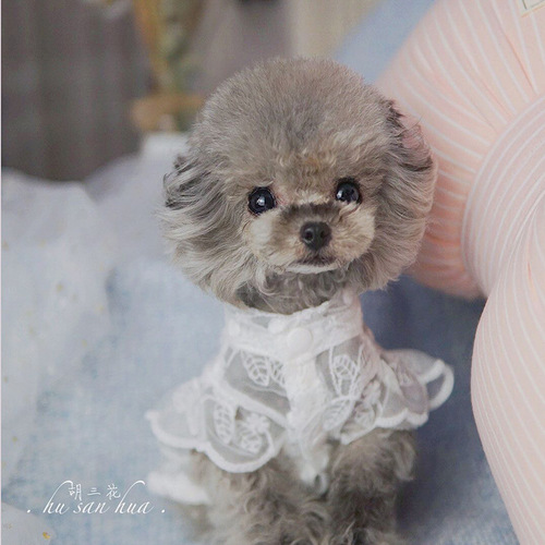 Pet cat and dog clothes summer lace breathable French dog Teddy Yorkshire Corgi Maltese dog sun protection skirt