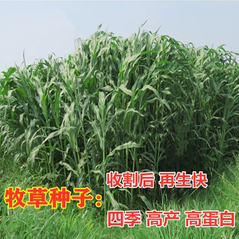 Многолетние кормовые семена Four Seasons Райграсса Семена Юг и Север Высокоурожайные Курица Утка Гусь Свинья Крупный рогатый скот Овцы Рыба Пастбища Семена