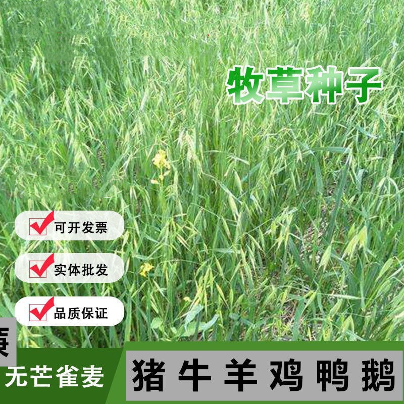 多年生无芒雀麦种子耐旱耐寒四季青养猪牛羊鸡鹅兔鱼禽畜牧种籽