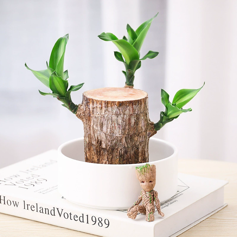 Бразильские деревянные Гидропонные растения микроландшафтная очистка воздуха Lucky Wood Гидропонные комнатные настольные зеленые растения маленькие горшечные растения