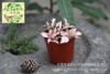 Moss Micro -Landscape Plants DIY Creative Landscape Plant Pink Annie Wicker Cao Wholesale A80 Pot