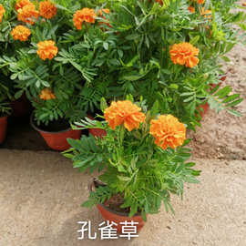 草花孔雀草公园盆栽观赏花卉绿化阳台景观花卉孔雀草批发孔雀草苗