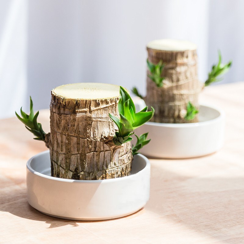 Brazilian Wood Hydroponic Plant Lucky Wood Tree Stump Desktop Potted Plant Groot Easy to Grow and Germinate in All Seasons Brazilian Wood Hydroponic Plant Lucky Wood Tree Stump Desktop Potted Plant Groot Easy to Grow and Germinate in All Seasons