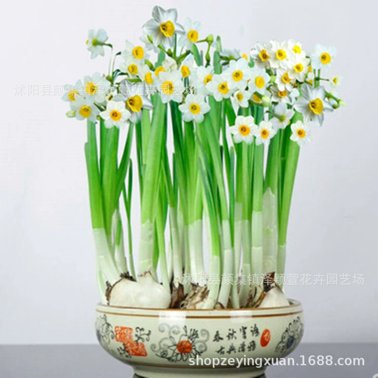 Нарцисс мяч оптом Нарцисс мяч одинарный лоскут двойной корень зеленое растение Гидропонные нарциссы мяч Большой выгодно