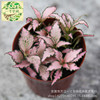 Moss Micro -Landscape Plants DIY Creative Landscape Plant Pink Annie Wicker Cao Wholesale A80 Pot