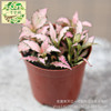 Moss Micro -Landscape Plants DIY Creative Landscape Plant Pink Annie Wicker Cao Wholesale A80 Pot