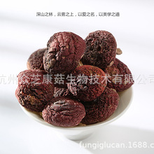 �t���� ɢ�b��Ƭ�ǹ����w�_�� Ұ���t���ӌ��w��ĩ