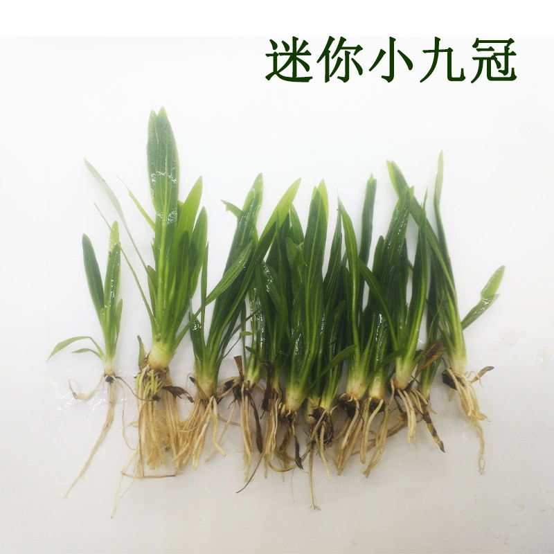 Мини маленькие девять Корона Зеленые девять Корона маленькие девять Корона Аквариум Ландшафтный дизайн украшения настоящие водные растения живые оптом 1 упаковка из 10