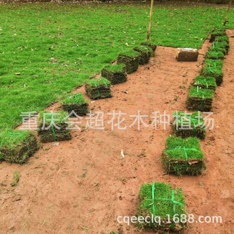 Завод питания дерн плантации прямые поставки озеленение площади мощения склон защиты реальный озеленение газона