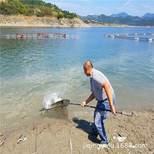 carp fishing欧式大鲤鱼抄网伸缩便携式抄渔网大鱼网不伤鱼抄网子