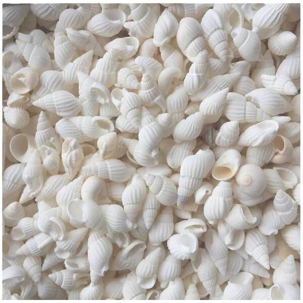 Home decoration natural conch shell aquarium decoration corn snails…