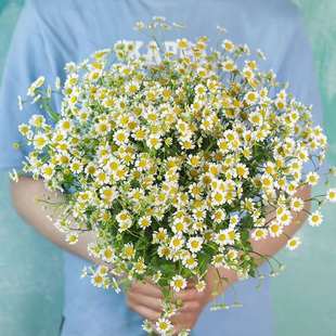 Manufacturers Wholesale Chamomile Seeds Flower Seeds Chamomile Seeds Chamomile Seeds for Fresh Cut Flowers