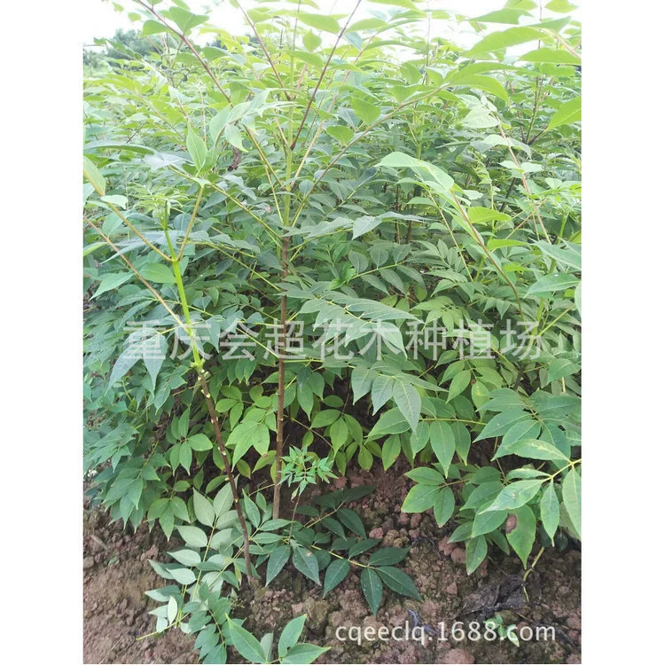 База оптом Сеянцы кипариса Феллодендрон семена Сычуань Сеянцы кипариса Шеллодендрон Магнолия лекарственная рассада различных лекарственных материалов семена рассада крупные выгодно