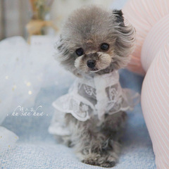 Pet cat and dog clothes summer lace breathable French dog Teddy Yorkshire Corgi Maltese dog sun protection skirt