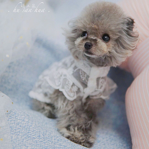 Pet cat and dog clothes summer lace breathable French dog Teddy Yorkshire Corgi Maltese dog sun protection skirt