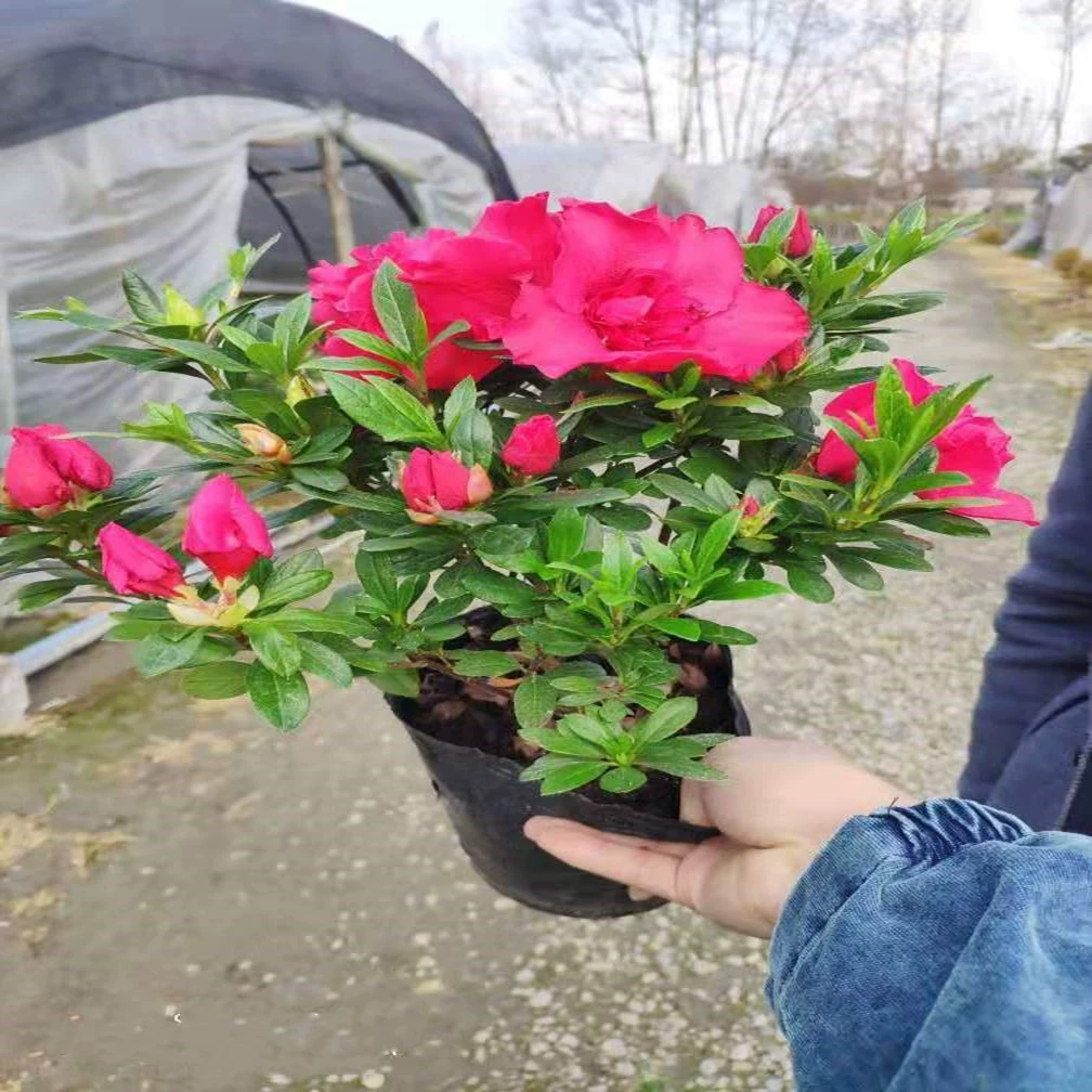 Основа долгое время большое количество в наличии оптом Азалии Four Seasons Цветущая зеленая в горшке озеленение кукушки с бутонами волос