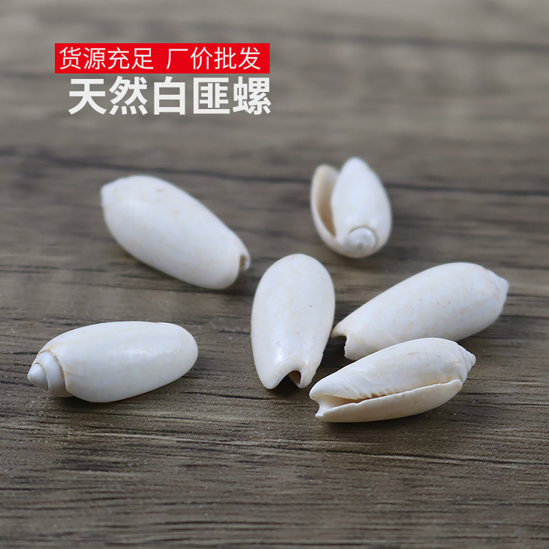 Natural shell conch wholesale fairy conch white bandit conch home floor decoration diy material fish tank landscaping ornaments