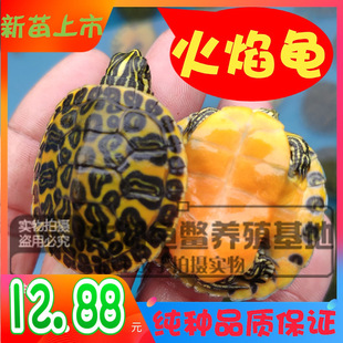 �����������󌒼y�t���^�pС�������S����ˮ���t�S���������ܾ���