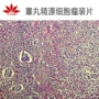 生物展示组织病理单片