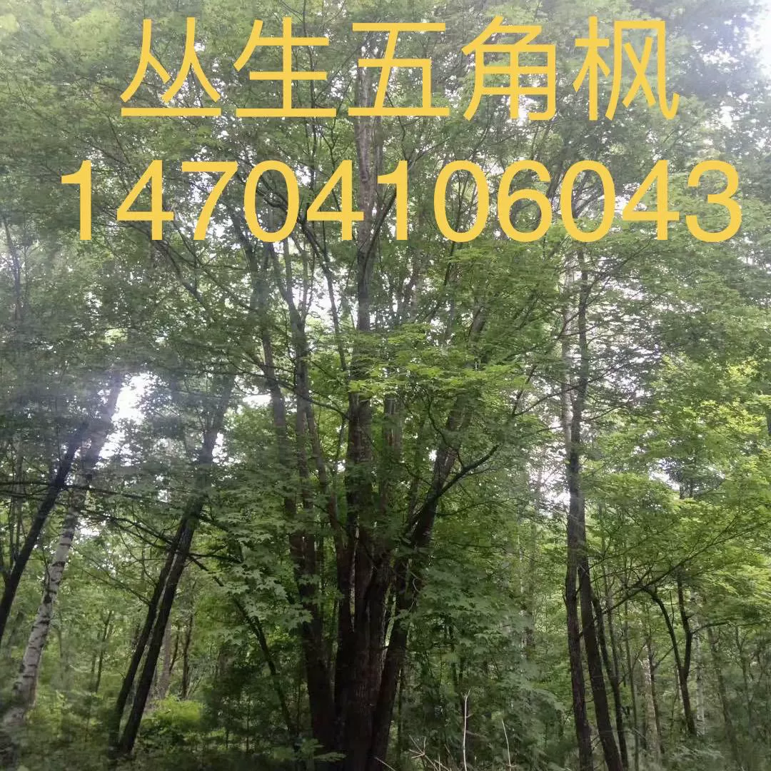 Большой Размер переполненный Пятиугольный клен в форме дерева Красивый Пятиугольный клен Цена Вилла Оптимизация двора