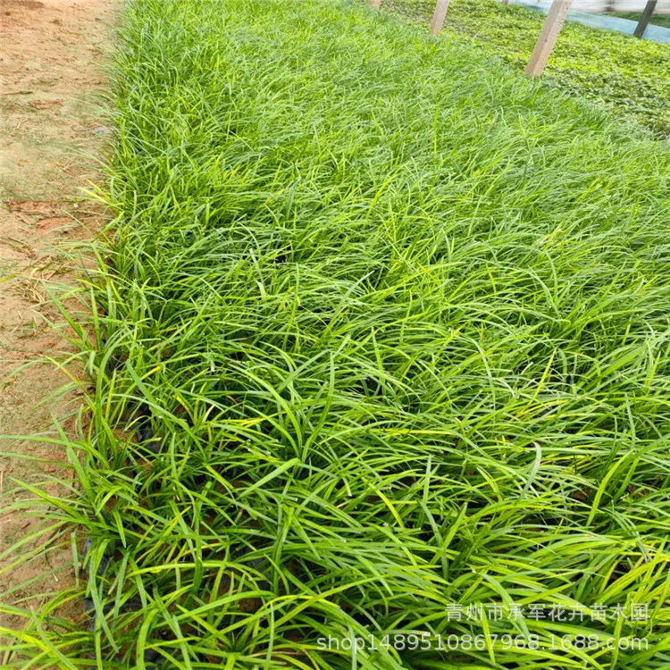 Ophiopogon japonicus (Ophiopogon japonicus) Шаньдун поставляет большое количество многолетних цветов Ophiopogon japonicus растительный теневой ландшафтный дизайн