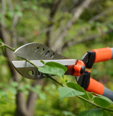 Garden lawn shears, pruning shears, large flower shears, garden greening shears, hedge shears, holly shears, telescopic branch shears, large shears