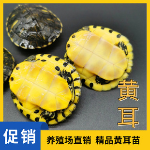 海宁市许村镇水法中华龟鳖养殖场