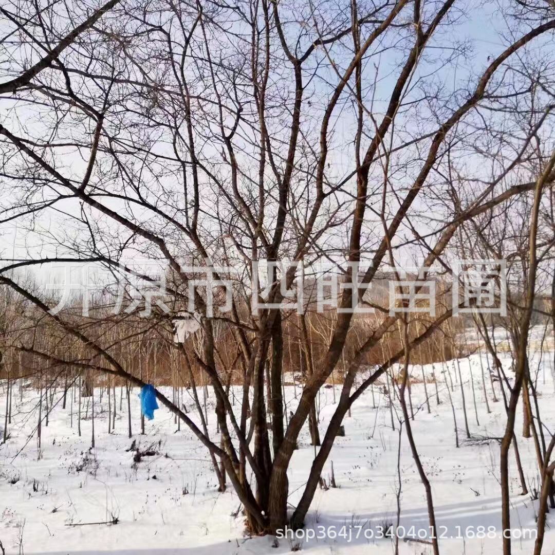 四旺苗圃耐寒丛生 茶条槭 三角枫绿篱小苗 大树规格齐全