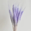 Light purple (50)