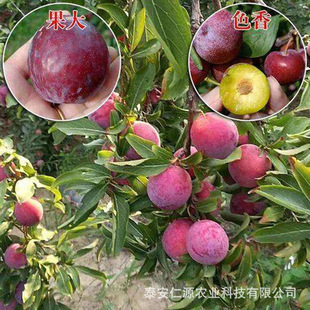 �����������������Ʒ�N�ڰ�����������÷Ů������������������