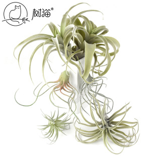 ����՚��P��ֲ��ֲë�ٶ���՚���҃ȵ��m���Ի��ܾGֲ���b�