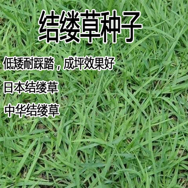 Zoysia japonica мелколистная японская Zoysia Манила семена травы специальные газонные семена, устойчивые к вытаптыванию